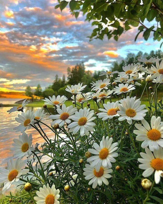 Whispers of Blooming Serenity